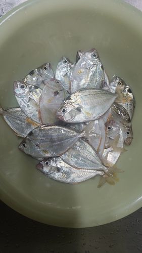 ヒイラギの釣果