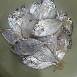 ヒイラギ