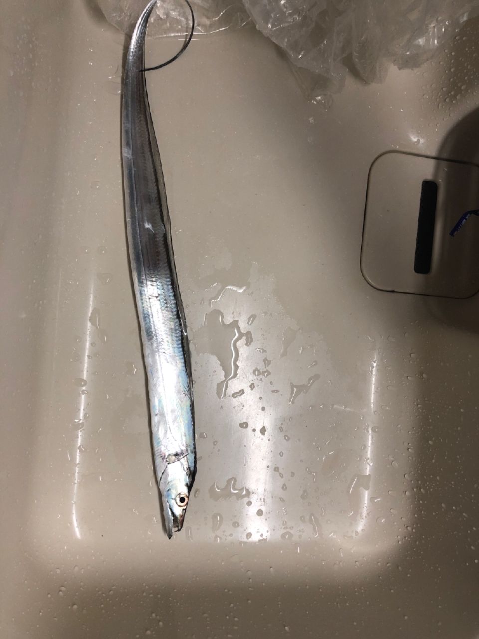 タチウオ