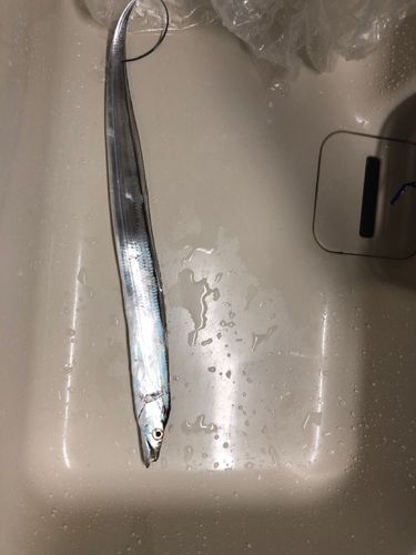 タチウオの釣果