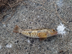 アイナメの釣果