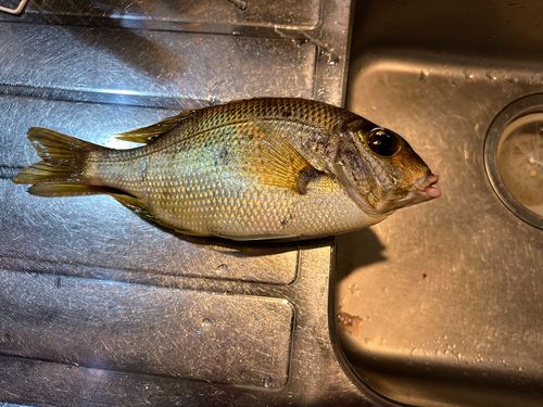 メイチダイの釣果