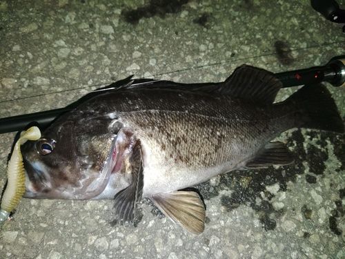 クロソイの釣果