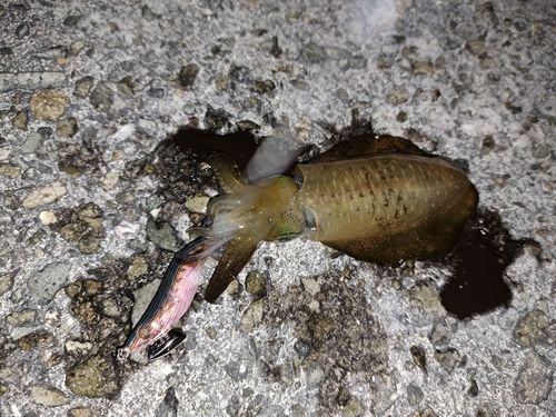 アオリイカの釣果