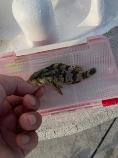 タケノコメバルの釣果