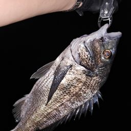 クロダイ