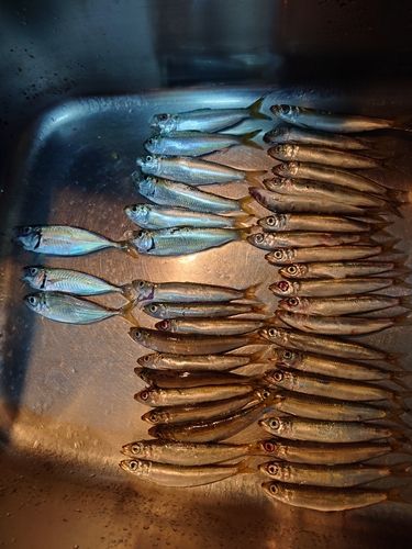 釣果