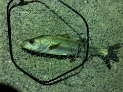 スズキの釣果