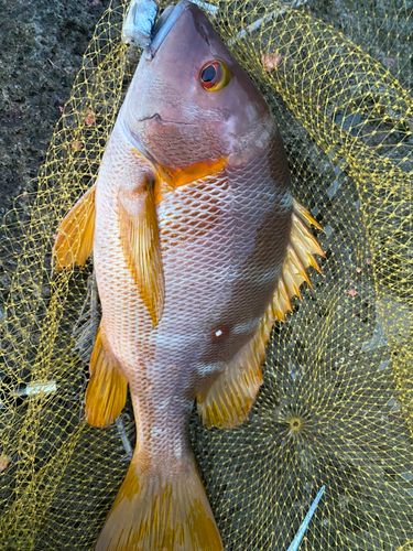 シブダイの釣果