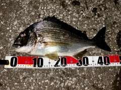 アマミスズメダイの釣果