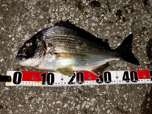 アマミスズメダイの釣果