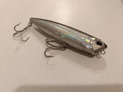 ナマズの釣果