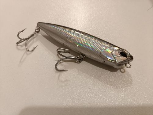 ナマズの釣果