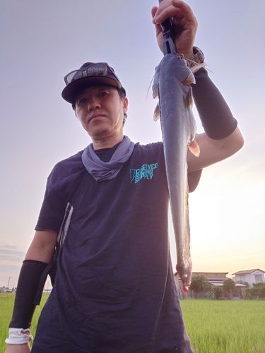 マナマズの釣果