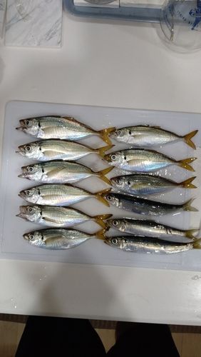 アジの釣果