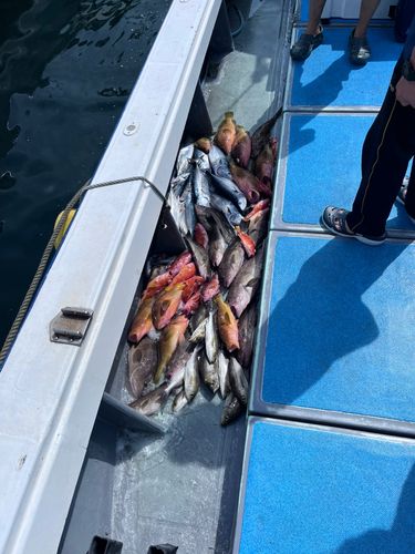 カツオの釣果