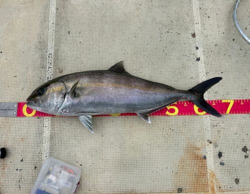 カンパチの釣果