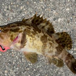 タケノコメバル