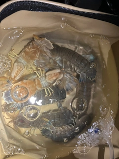 シャコの釣果