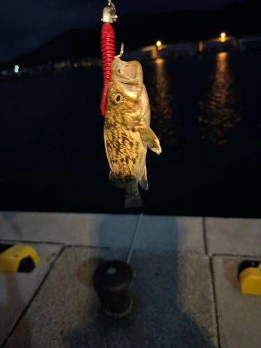 クロソイの釣果