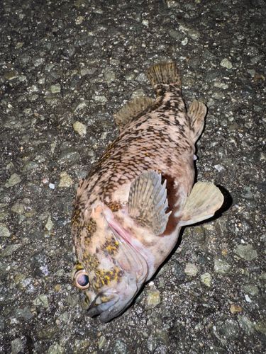 ムラソイの釣果