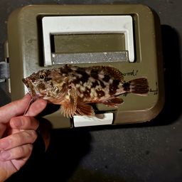 カサゴ