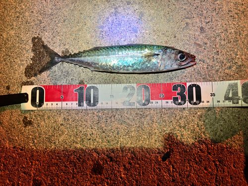 サバの釣果