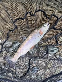 ニジマスの釣果