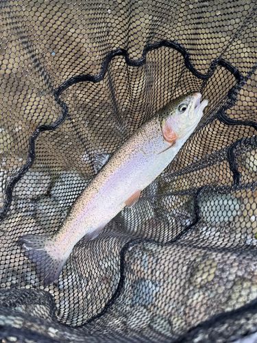 ニジマスの釣果