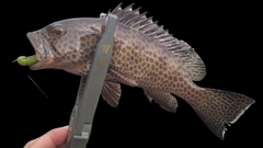 オオモンハタの釣果