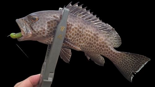 オオモンハタの釣果