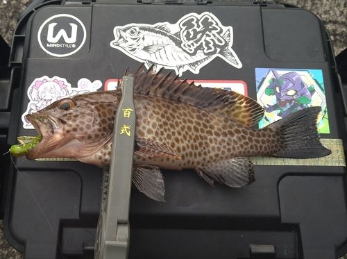 オオモンハタの釣果