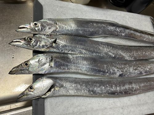 タチウオの釣果