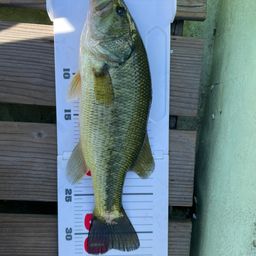 ラージマウスバス