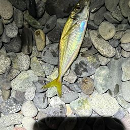 アジ