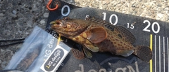 オオモンハタの釣果