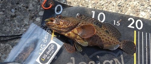 オオモンハタの釣果