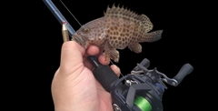 オオモンハタの釣果