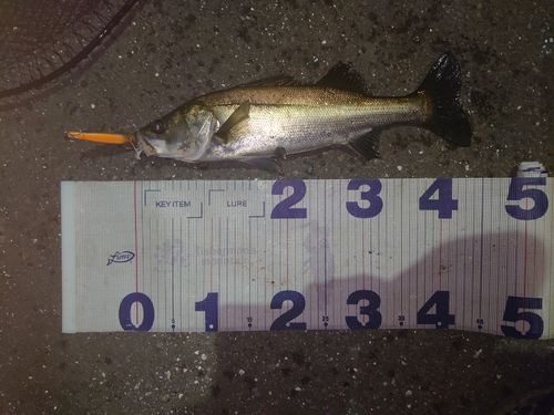 フッコ（マルスズキ）の釣果