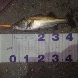 フッコ（マルスズキ）