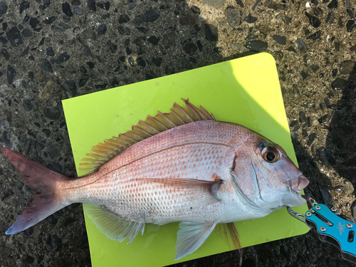 マダイの釣果