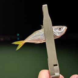 アジ