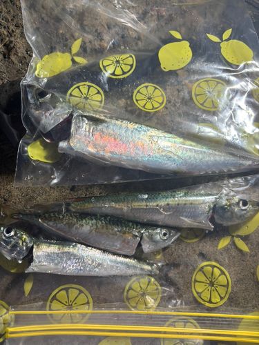 サバの釣果