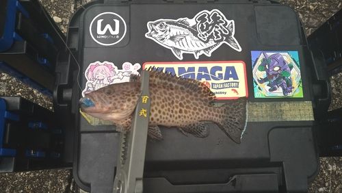 オオモンハタの釣果