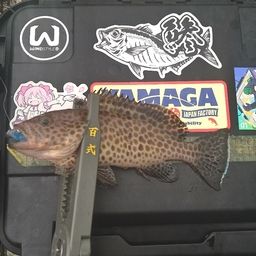オオモンハタ