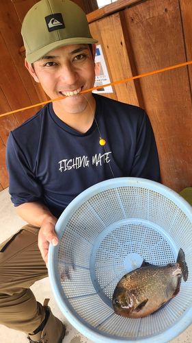 ピラニア・ナッテリーの釣果