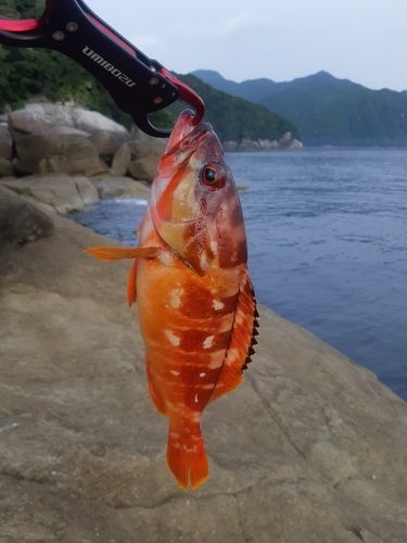 アカハタの釣果