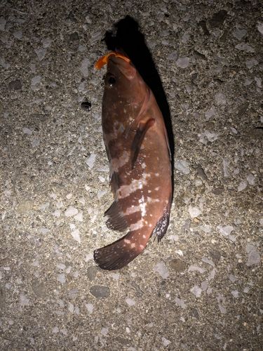アコウの釣果
