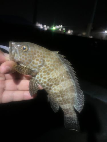 オオモンハタの釣果