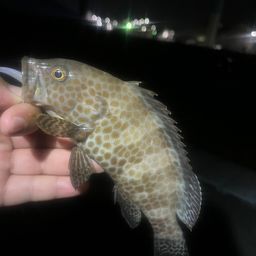 オオモンハタ
